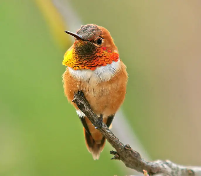 504 - RUFOUS HUMMINGBIRD (4-10-06) male, canet rd, slo co, ca (3)