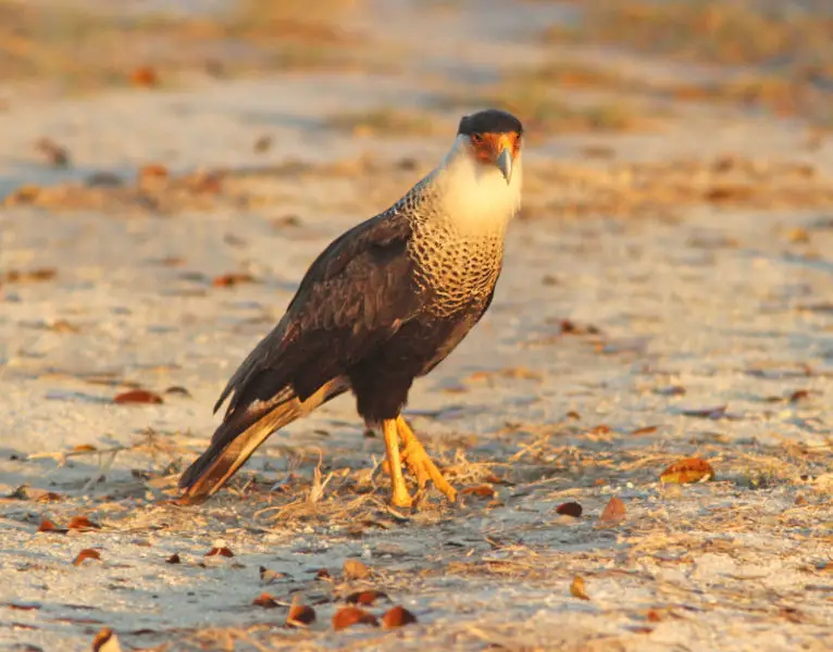 547 - CRESTED CARACARA(2-21-13) kissimmee prairie state park, okeechobee co, fl