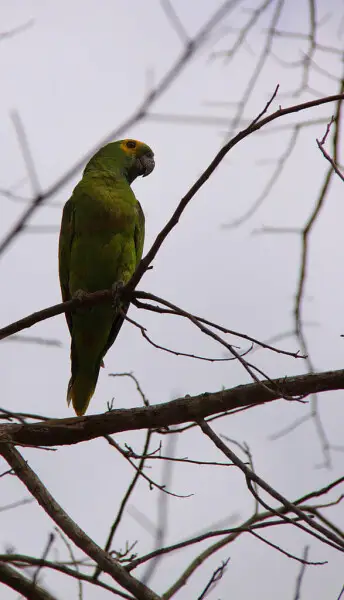 A juvenile Blue-fronted Amazon in the Pantanal.