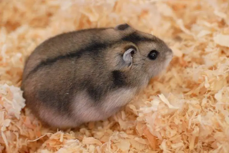 Djungarian Hamster photo