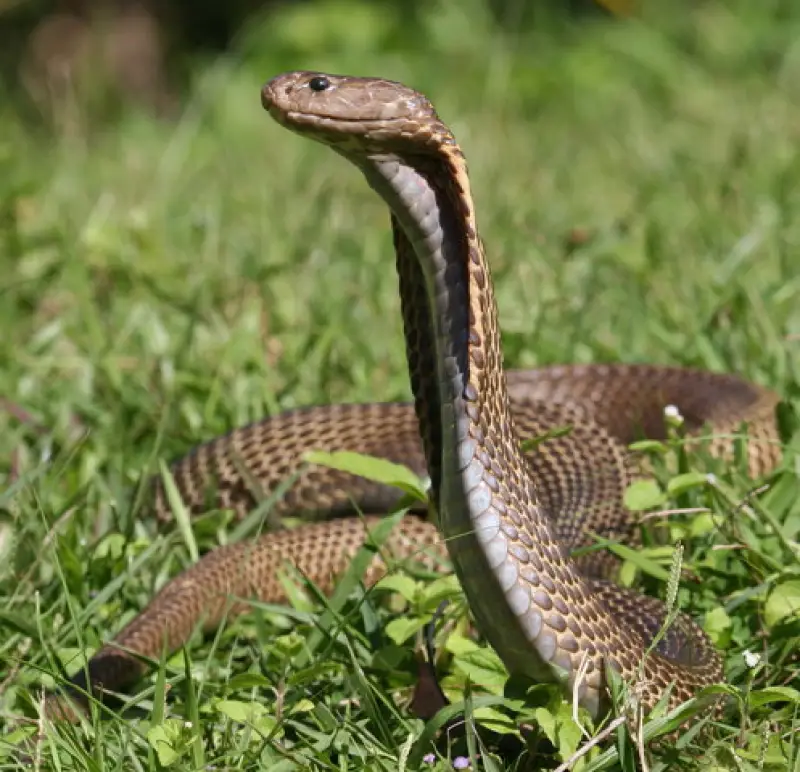 Philippine Cobra photo