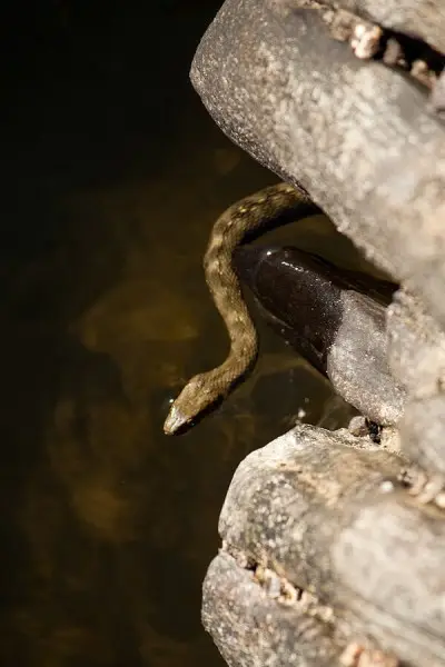 Viperine Water Snake photo