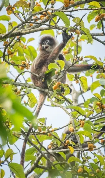 Monkey at Satchari National Park