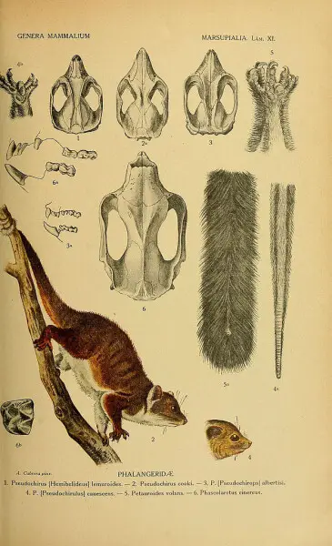 GENERA MAMMALIUM 
MARSUPIALIA. L?m. XI. 
5 
A. Cabrera pinx. PHALANGERID/E 
1. Pseudochirus .Hemibelideus. lemuroides. ? 2. Pseudochirus cooki. ? 3. P. .Pseudochirops. albertisi. 

4. P. .Pseudochirulus. canescens. ? 5. Petauroides volans. ? 6. Phascolarc