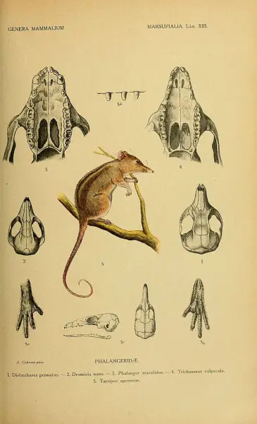 GENERA MAMMALIUM 
MARSUPIALIA. L?m. XIII. 
A. Cabrera pinx. PHALANGERID^ 
l.D?staechuruspennatus.-2.Drom?clanana.-3. Phalanger maculatus. - 4. Trichosurus vulp?cula. 

5. Tarsipes^ spenserae.