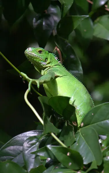 Juvenile Lesser Antillean Iguana (Iguana delicatissima).  Near the Coulibistrie River, Dominica.