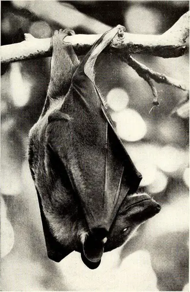 Title: The American Museum Congo expedition collection of bats
Identifier: americanmuseumco00alle (find matches)
Year: 1917 (1910s)
Authors: Allen, J. A. (Joel Asaph), 1838-1921; Lang, Herbert, 1879-1957; Chapin, James P
Subjects: Bats
Publisher: New York
