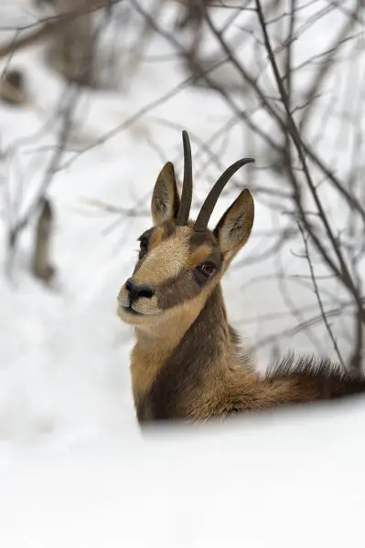 Facial pattern of a female Cantabrian chamois in winter coat