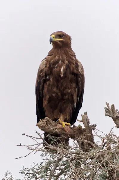 Steppe eagle (Aquila nipalensis) at carcass dumping site and raptors birds' reserve, Jor Beed, Bikaner