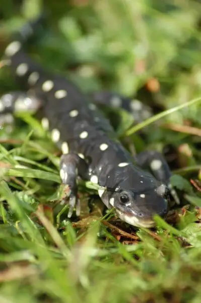 California tiger salamander - Facts, Diet, Habitat & Pictures on