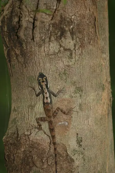 At Kandalama