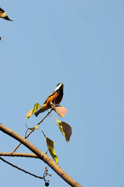 Sittiparus castaneoventris Facts, Diet, Habitat & Pictures on