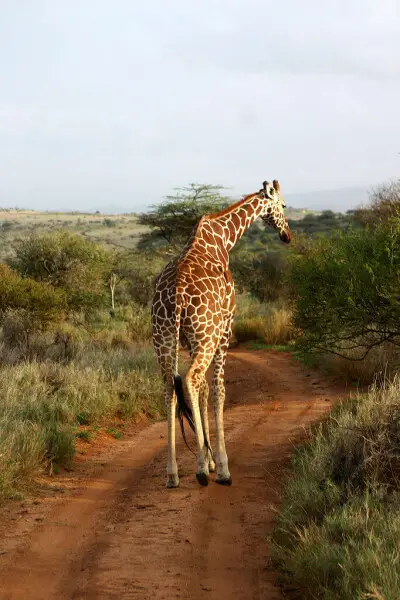 Giraffe (Giraffa camelopardalis) crossing in Lewa, Kenya. Taken on March 5, 2006.giraffe crossing