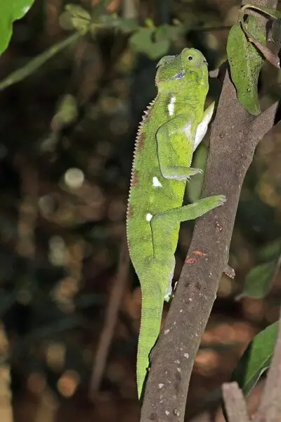 Oustalet's chameleon (Furcifer oustaleti) young female, Isalo National Park, Madagascar