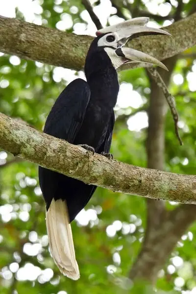 he Palawan hornbill consumes mostly fruit, but also occasional insects and vertebrates. Due to its large size and home range.