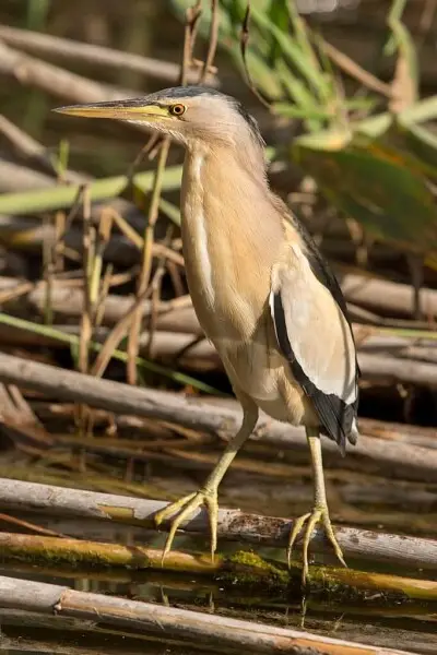 Little Bittern; other pictures