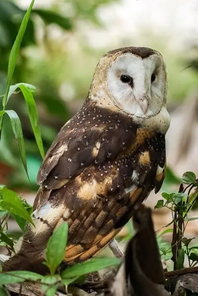 Eastern Grass Owl Tyto longimembris, Borneo, Indonesia
