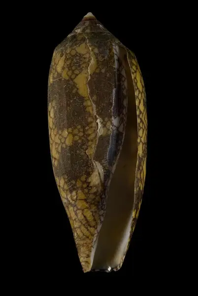 PRESERVED_SPECIMEN; Conus aulicus Linnaeus, 1758; Type status: 	N/A; Identified by:	Monnier E. &amp; Tenorio M.; Individual count:	1; Event date: 	2012-11-21T00:00:00Z