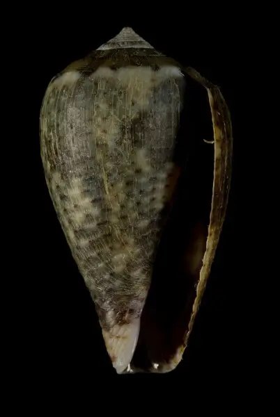 Conus catus Facts, Diet, Habitat & Pictures on Animalia.bio