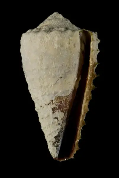 PRESERVED_SPECIMEN; Conus litoglyphus Hwass, 1792; Type status: 	N/A; Identified by:	Monnier E. &amp; Tenorio M.; Individual count:	1; Event date: 	2012-12-05T00:00:00Z