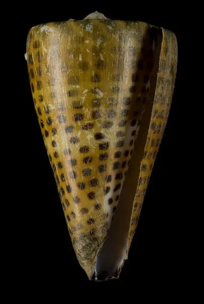 PRESERVED_SPECIMEN; Conus litteratus Linnaeus, 1758; Type status: 	N/A; Identified by:	N/A; Individual count:	1; Event date: 	2012-11-15T00:00:00Z