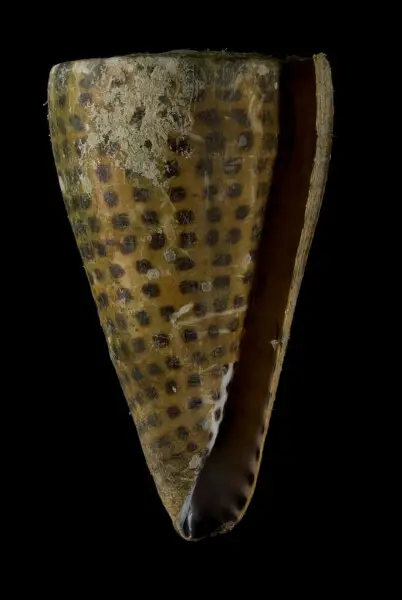 PRESERVED_SPECIMEN; Conus litteratus Linnaeus, 1758; Type status: 	N/A; Identified by:	N/A; Individual count:	1; Event date: 	2012-11-19T00:00:00Z