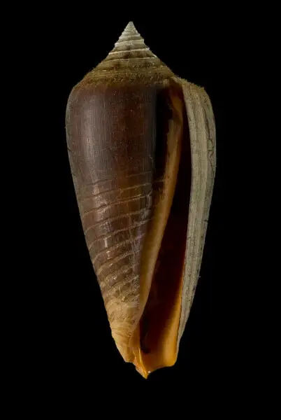 PRESERVED_SPECIMEN; Conus ochroleucus tmetus Tomlin, 1937; Type status: 	N/A; Identified by:	Monnier E. &amp; Tenorio M.; Individual count:	1; Event date: 	2012-11-25T00:00:00Z