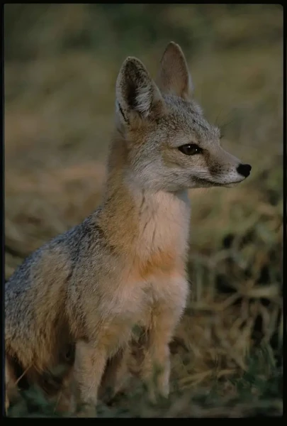 San Joaquin kit fox