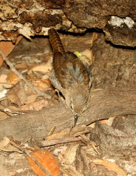 692 - HOUSE WREN (8-17-2018) madera canyon, santa cruz co, az -07