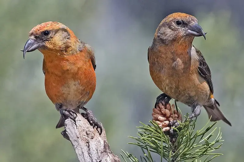Red Crossbill photo