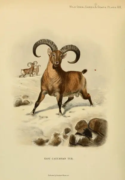 Wild oxen, sheep &amp; goats of all lands, living and extinct,  by R. Lydekker.