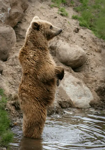 Brown bear (Ursus arctos arctos). From Skandinavisk Dyrepark, Denmark.