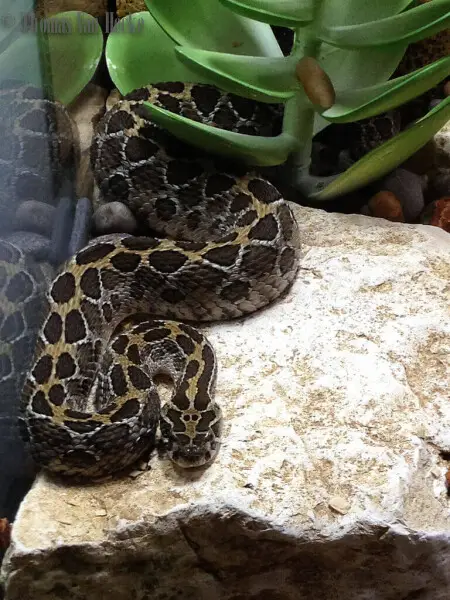 A one year old captive Mexcan lance-headed rattlesnake