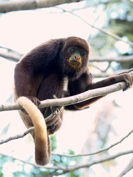 Es un mono hembra, araguato, se caracteriza por su pelaje rojizo y sus aullidos, tiene la boca manchada de amarillo porque estaba comiendo un mango. Hato El Cedral, Edo. Apure, en Venezuela