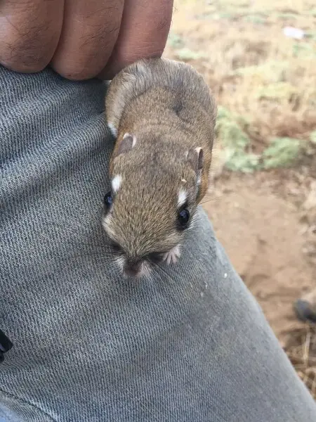 Despite its name, the Stephen's kangaroo rat is in the pocket mouse family. They are native to southern California. 

Photo by Emily Cate/USFWS.