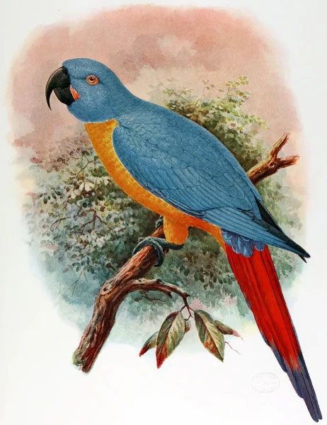 Martinique macaw