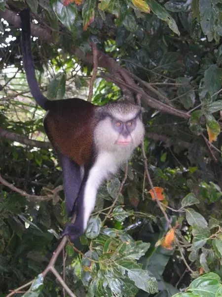Mona Monkey photo