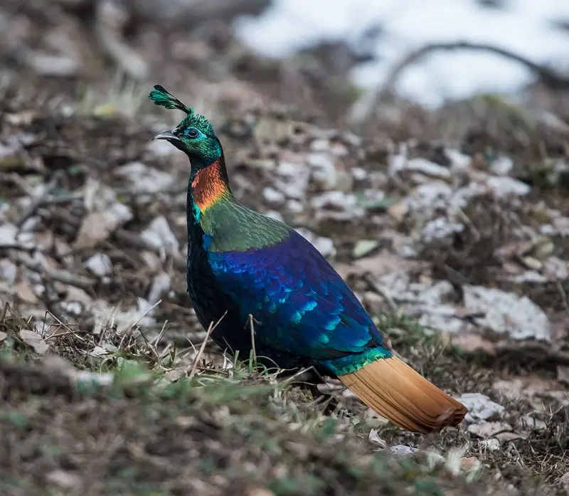 Himalayan Monal - Facts, Diet, Habitat & Pictures on Animalia.bio