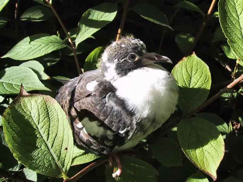 Rock Dove photo