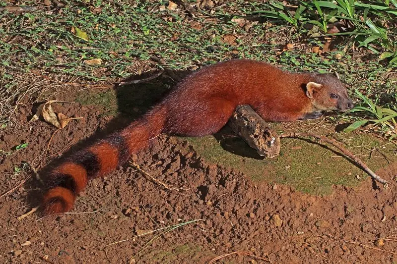 Ring-Tailed Mongoose photo