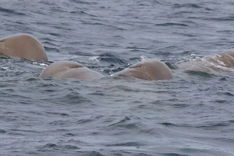 Northern Bottlenose Whale photo