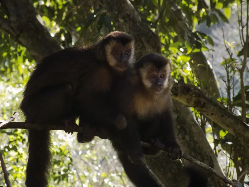 Black Capuchin photo