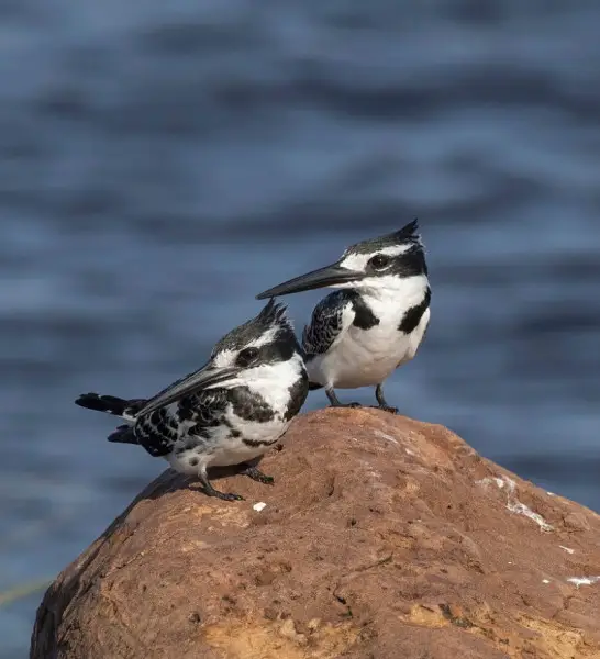 Pied Kingfisher photo