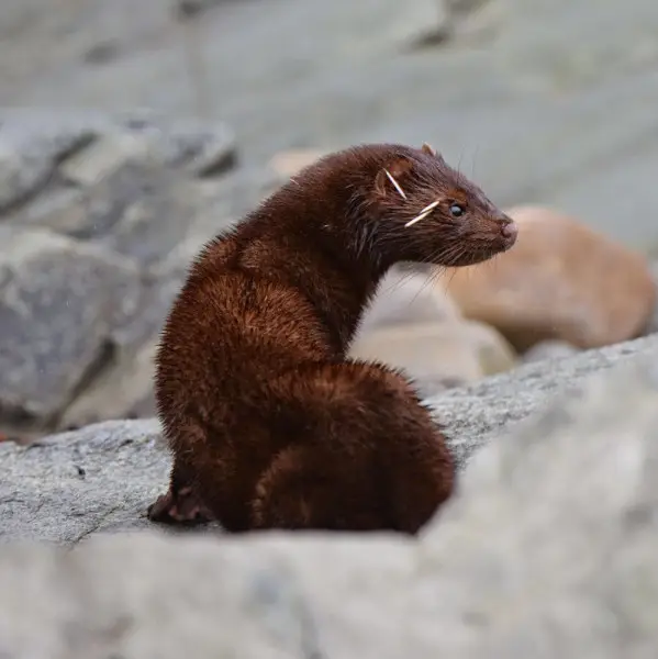 American Mink - Facts, Diet, Habitat & Pictures on 