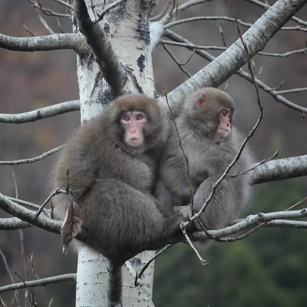 Japanese Macaque photo
