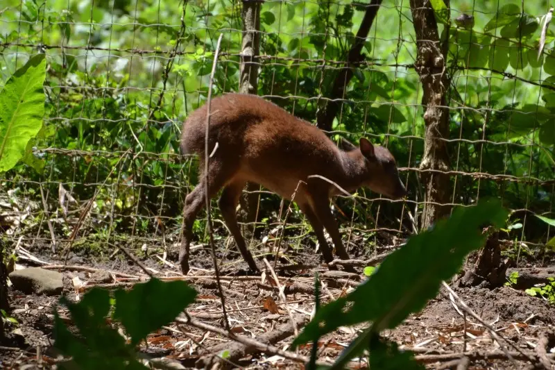 Philippine Deer photo