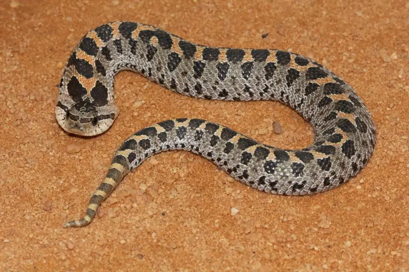 Southern Hognose Snake photo