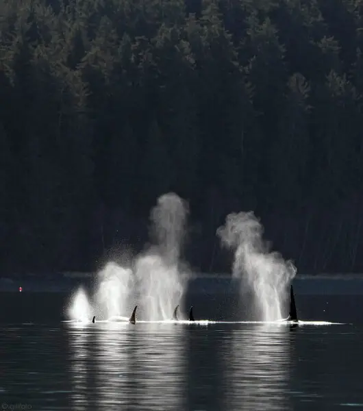 Killer Whale photo