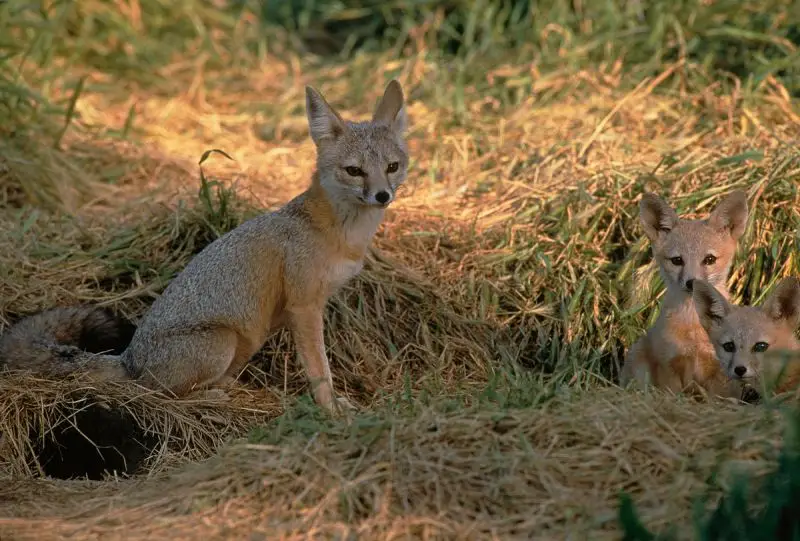 Kit Fox - Facts, Diet, Habitat & Pictures on Animalia.bio