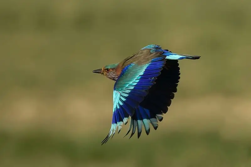 Indian Roller - Facts, Diet, Habitat & Pictures on Animalia.bio